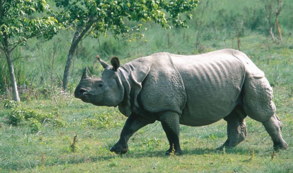 एकसिङ्गे गैँडा संरक्षणमा चुनौती 